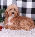 IMG_1037 IMG_1037