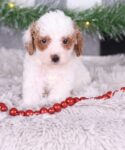 IMG_9827 IMG_9827