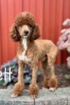 rhett rhett